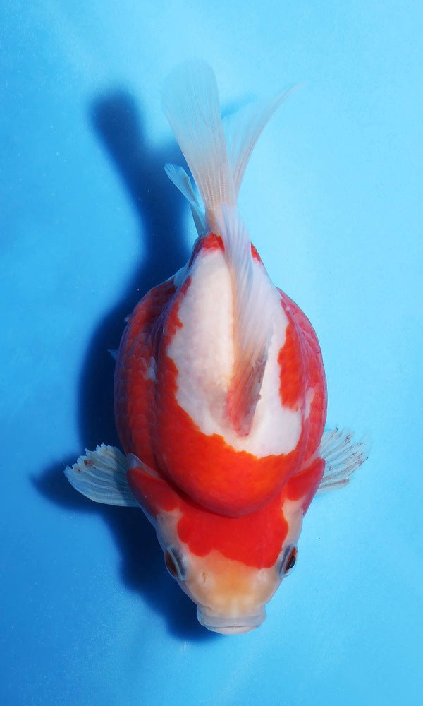 (G4) 6" TL Japanese Tamasaba | Highest Quality