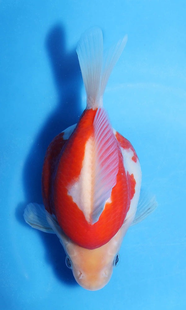 (G5) 6" TL Japanese Tamasaba | Highest Quality