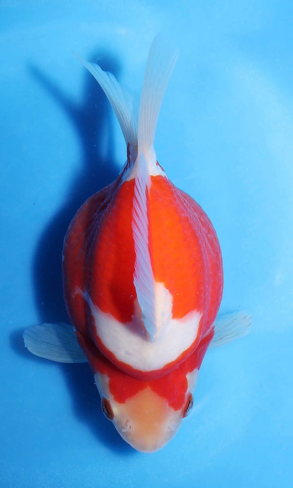 (G6) 4.5-5.5" TL Japanese Tamasaba | Highest Quality