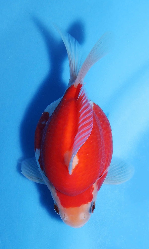 (G7) 4.5-5.5" TL Japanese Tamasaba | Highest Quality