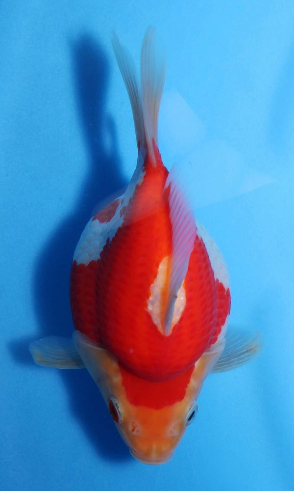 (G8) 4.5-5.5" TL Japanese Tamasaba | Highest Quality