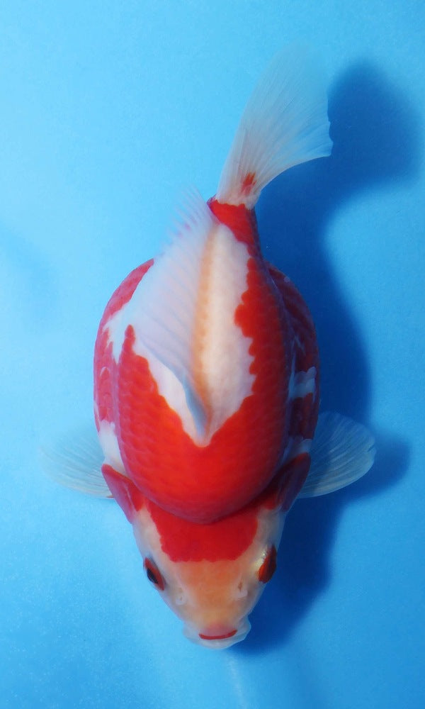 (G9) 4.75" TL Japanese Tamasaba | Highest Quality