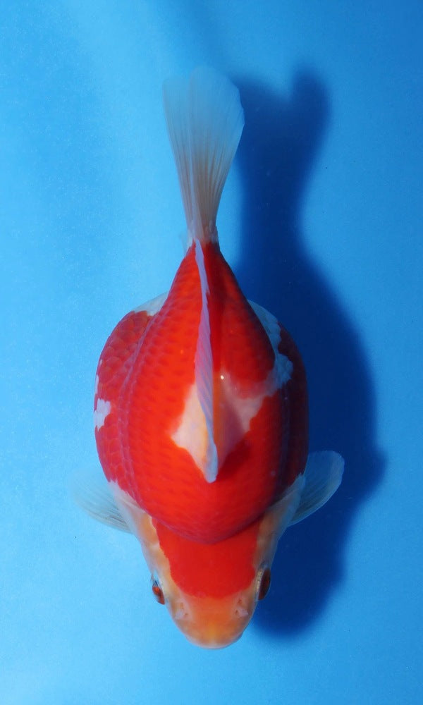 (G10) 4.75" TL Japanese Tamasaba | Highest Quality