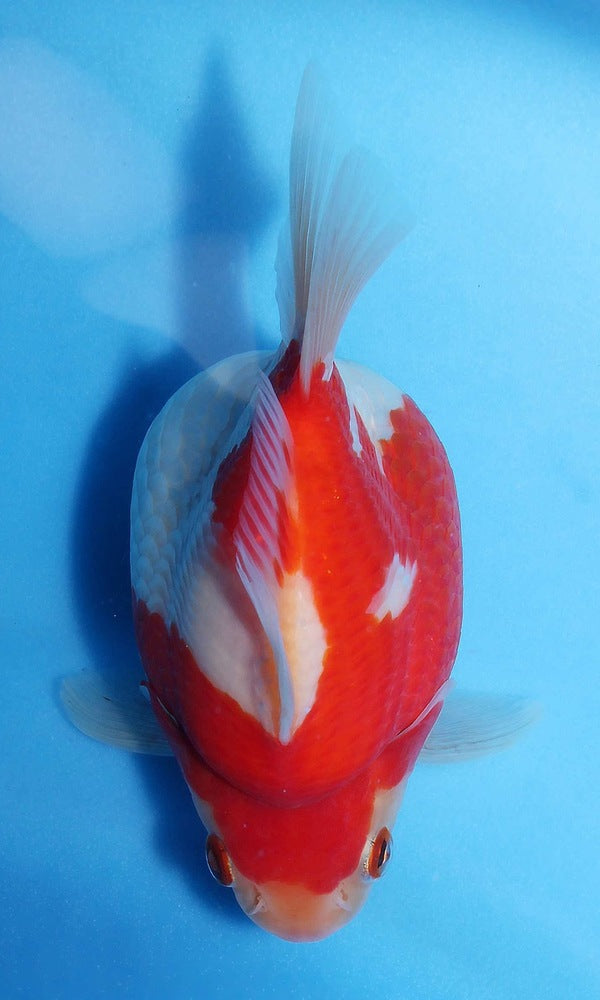 (G13) 4.5-6" TL Japanese Tamasaba