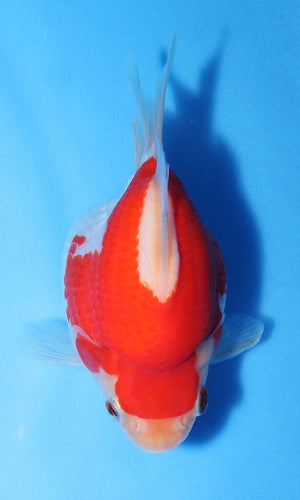 (G14) 4.5-6" TL Japanese Tamasaba