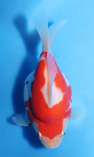 (G16) 4.5-6" TL Japanese Tamasaba