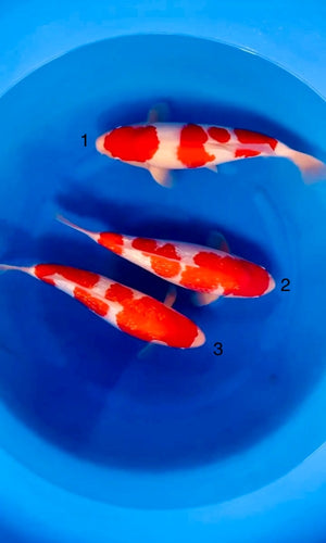 (SA30) ±17" Saito (Ginrin) Kohaku