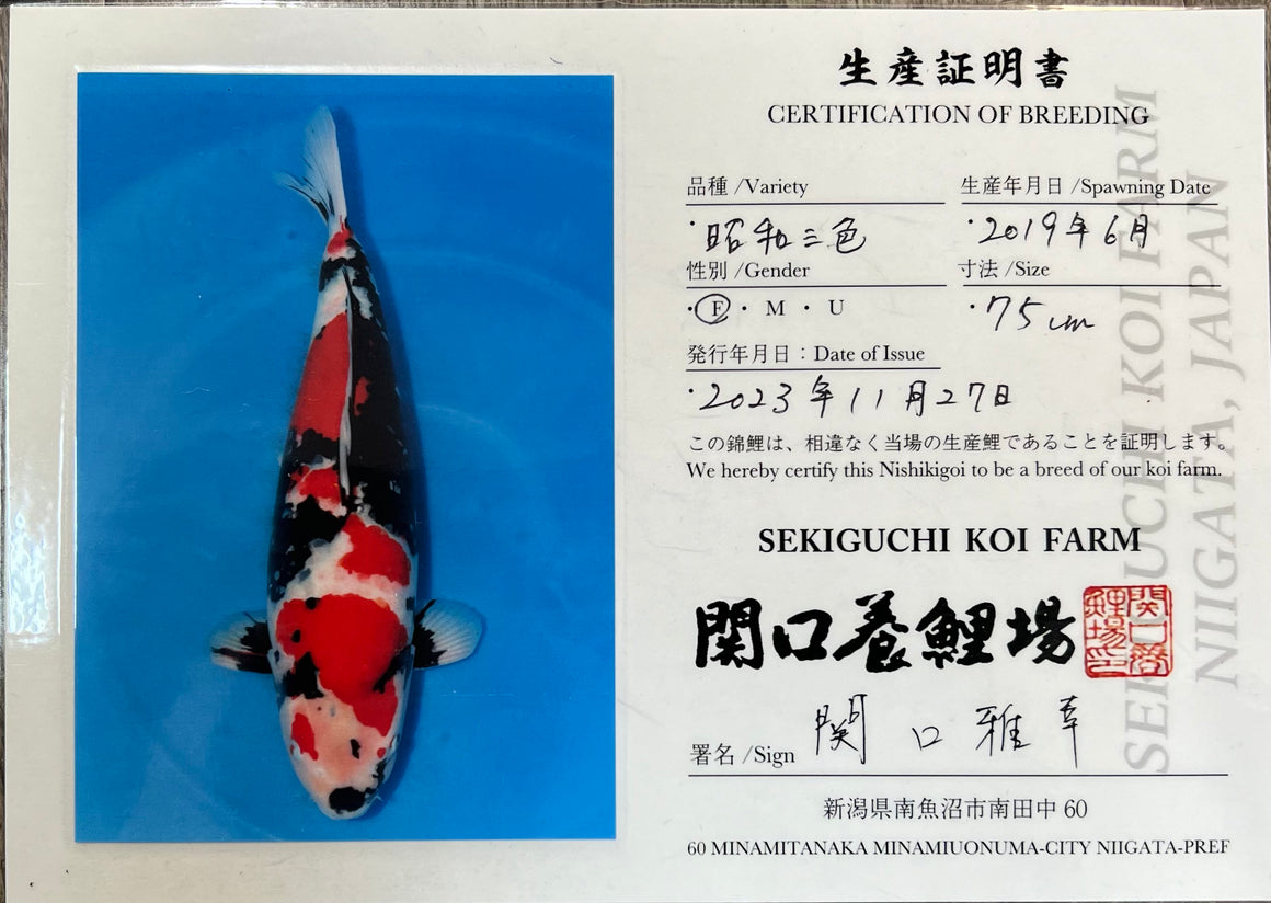 (SE01) 31" Sekiguchi Showa