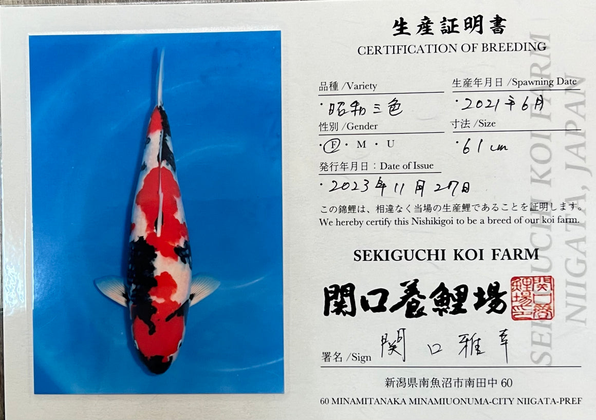 (SE02) 24.5" Sekiguchi Showa