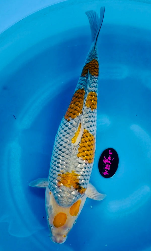 Koi Fish: 21