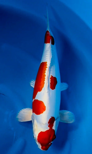 (Y05) 19” Yagenji Kikusui