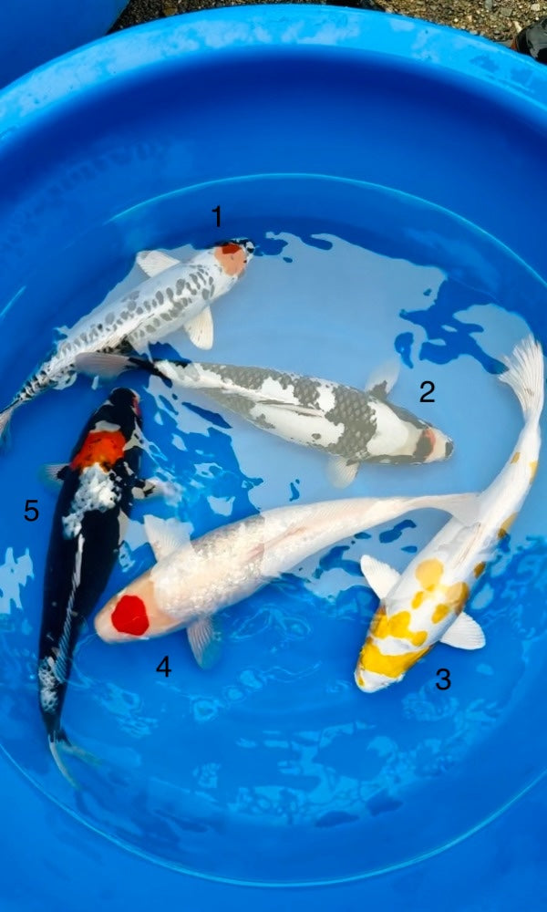 (OF10) 16”+ Ofuchi Mix