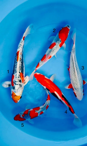 (J02) 13-15” Jirosuke Mix