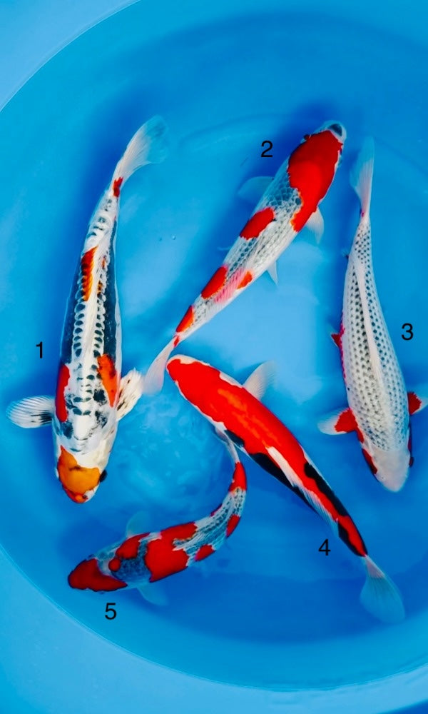 (J02) 13-15” Jirosuke Mix