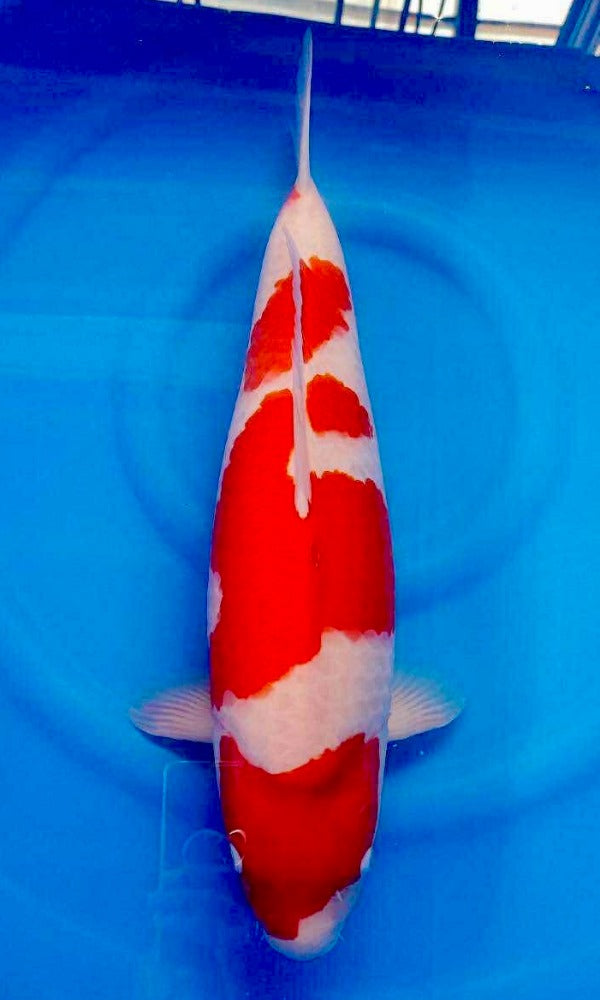 (YA1) 24" Yamaguchi Kohaku | Azukari Koi