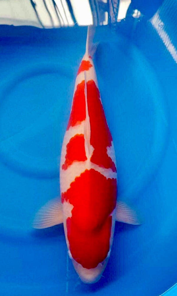 (YA2) 24" Yamaguchi Kohaku | Azukari Koi