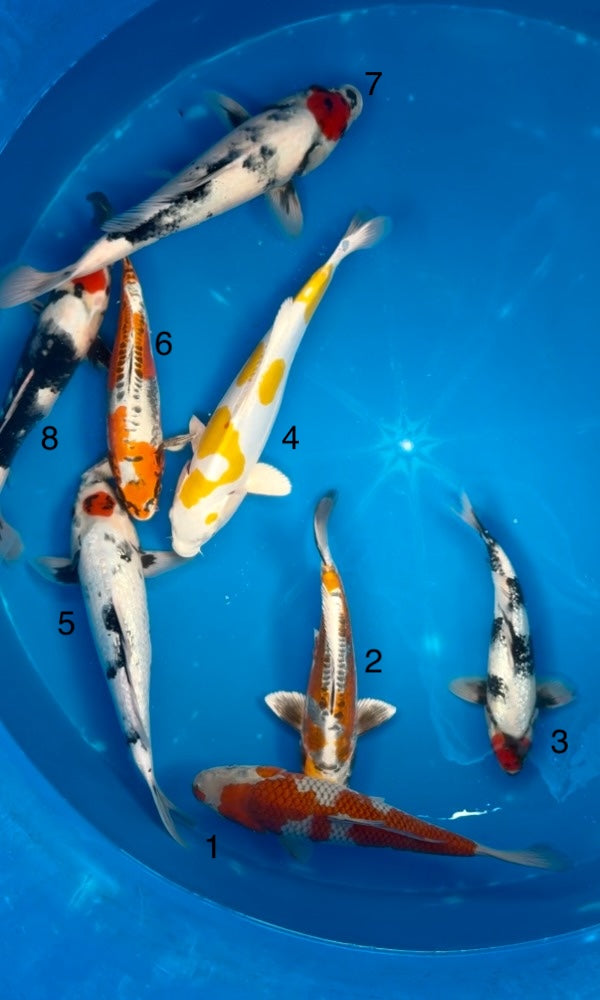 (K84) 13-15” Koda Mix