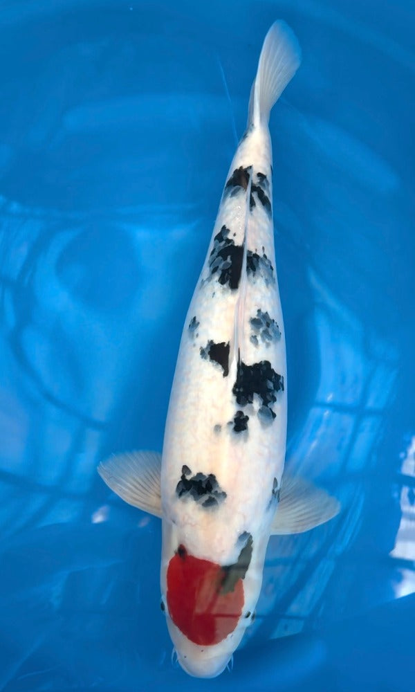 (OF11) 25" Ofuchi Tancho Sanke