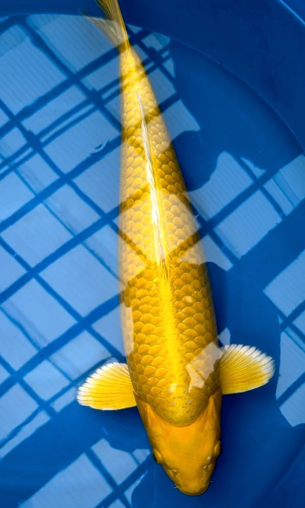 (SAK05) 23" Sakazume Yamabuki Ogon