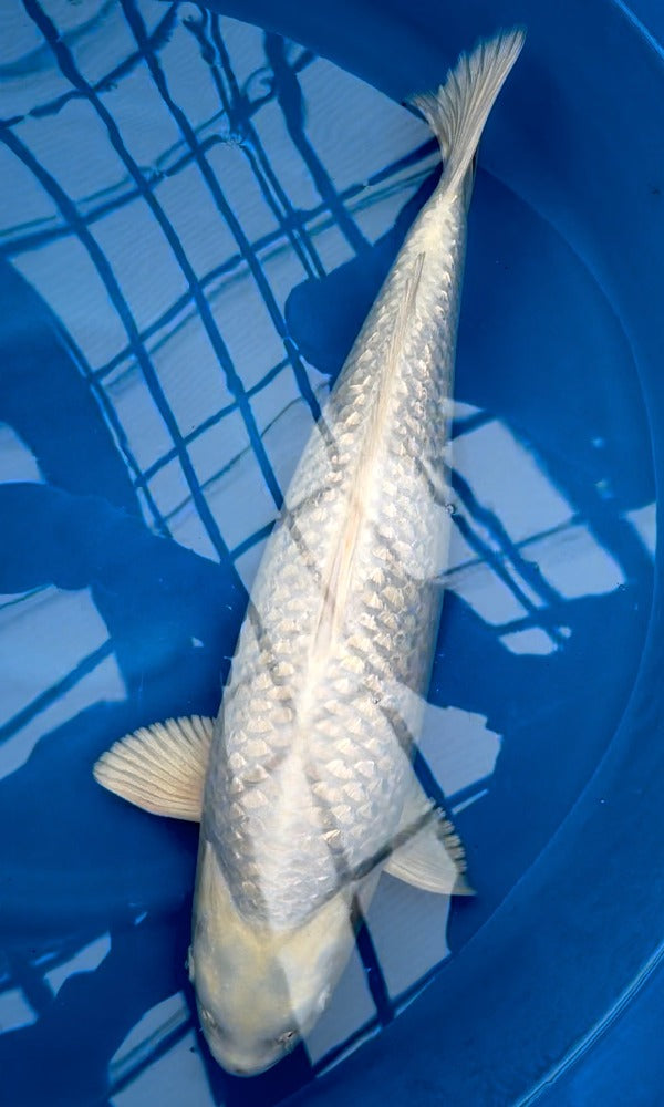 (SAK06) 22" Sakazume Ginrin Platinum Ogon