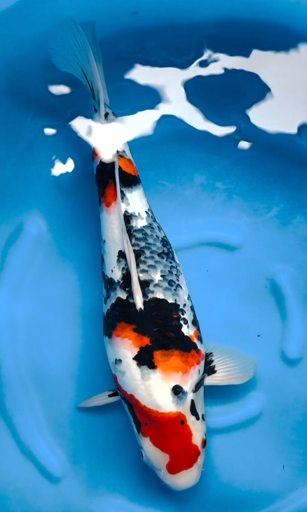Koi Fish: 19