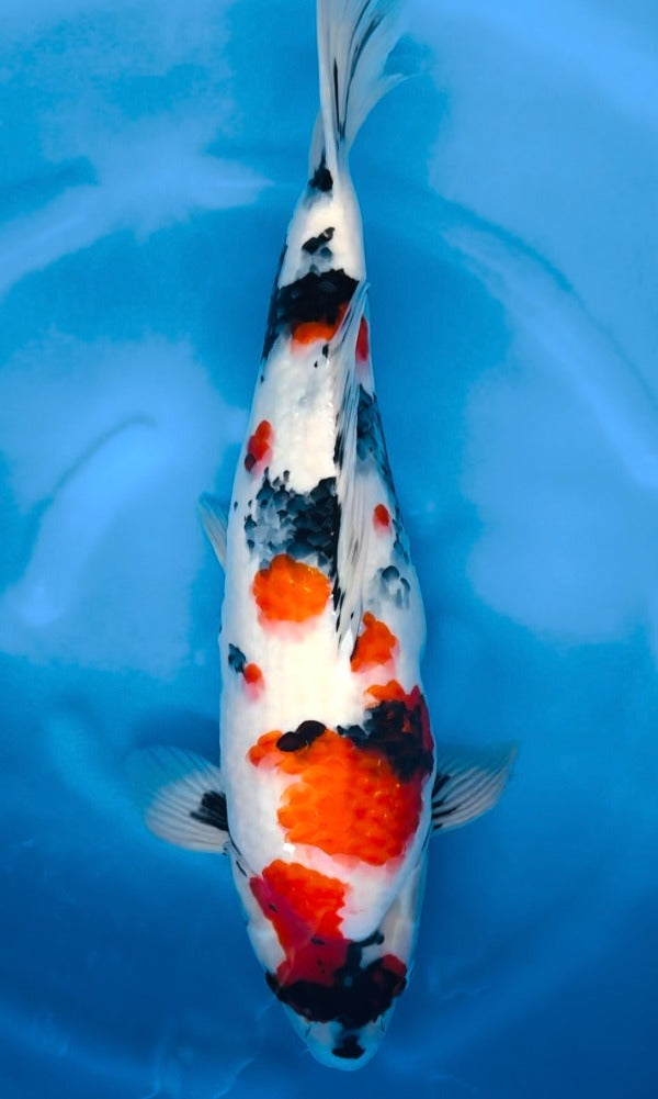 (KA03) 20” Kase Showa