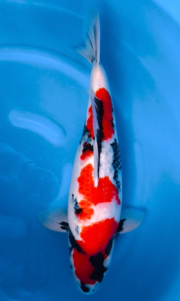 Koi Fish: 18.5