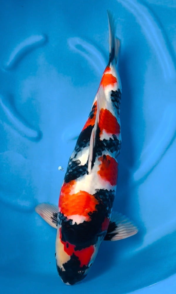 (KA05) 18” Kase Showa