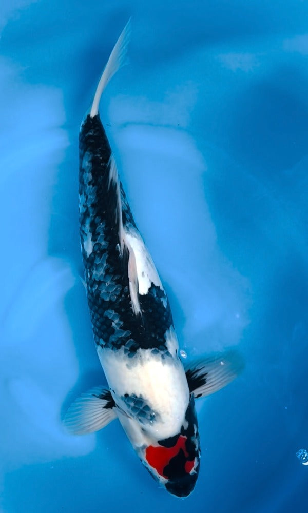 Koi Fish: 18.5