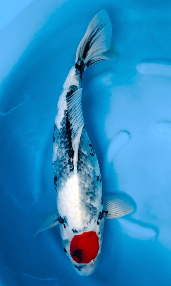 (KA07) 19” Kase Tancho Showa