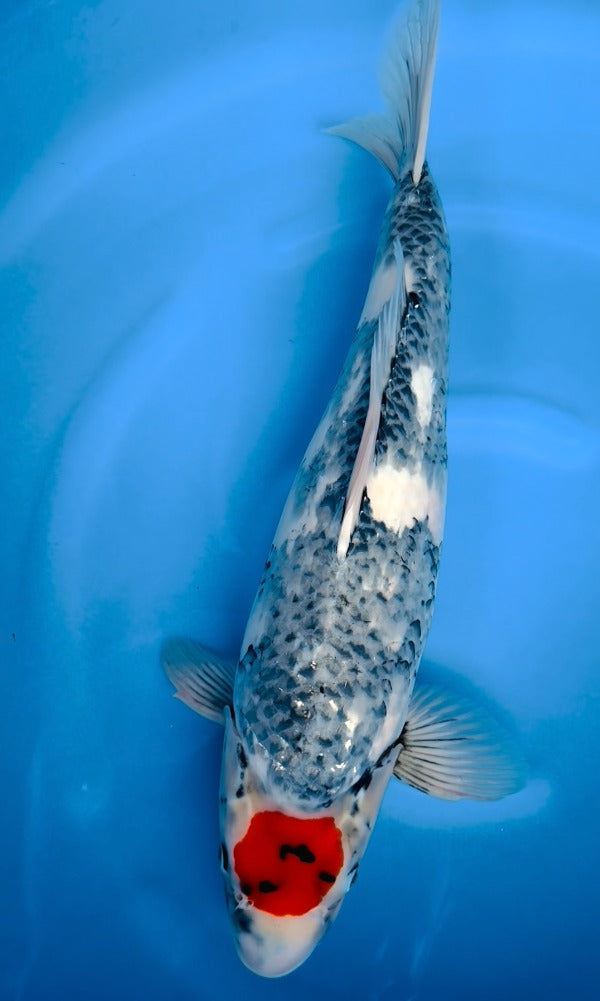 (KA08) 19.5” Kase Tancho Showa