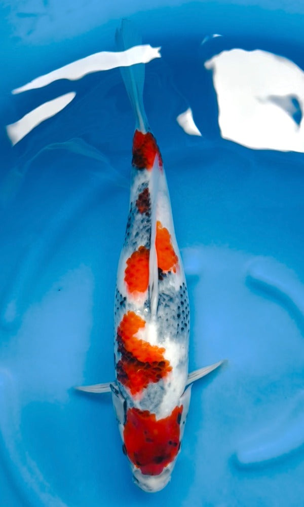 Koi Fish: 17