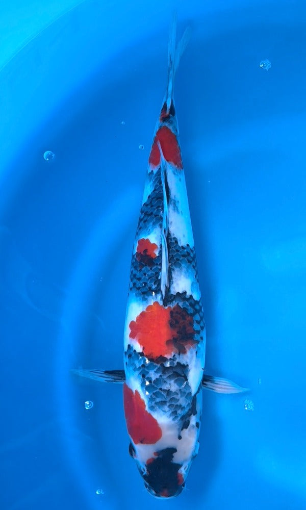 Koi Fish: 16