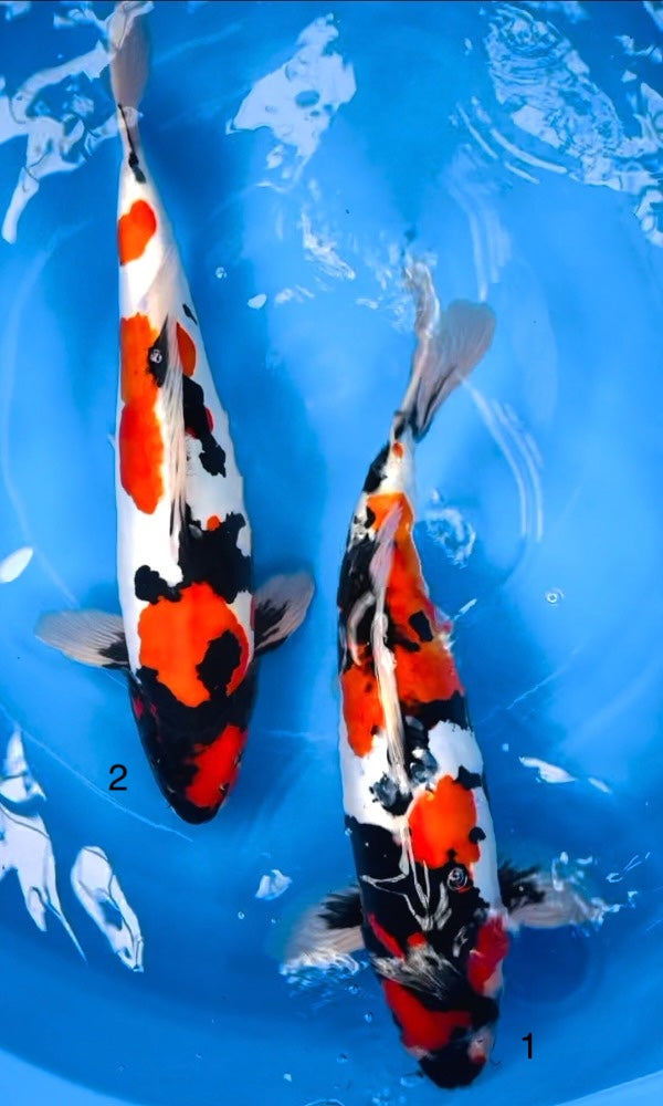 (H06) 17” Hiroi Doitsu Showa