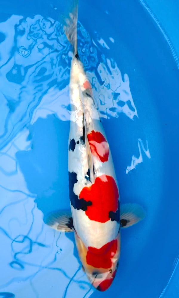 (H07) 17” Hiroi Doitsu Showa