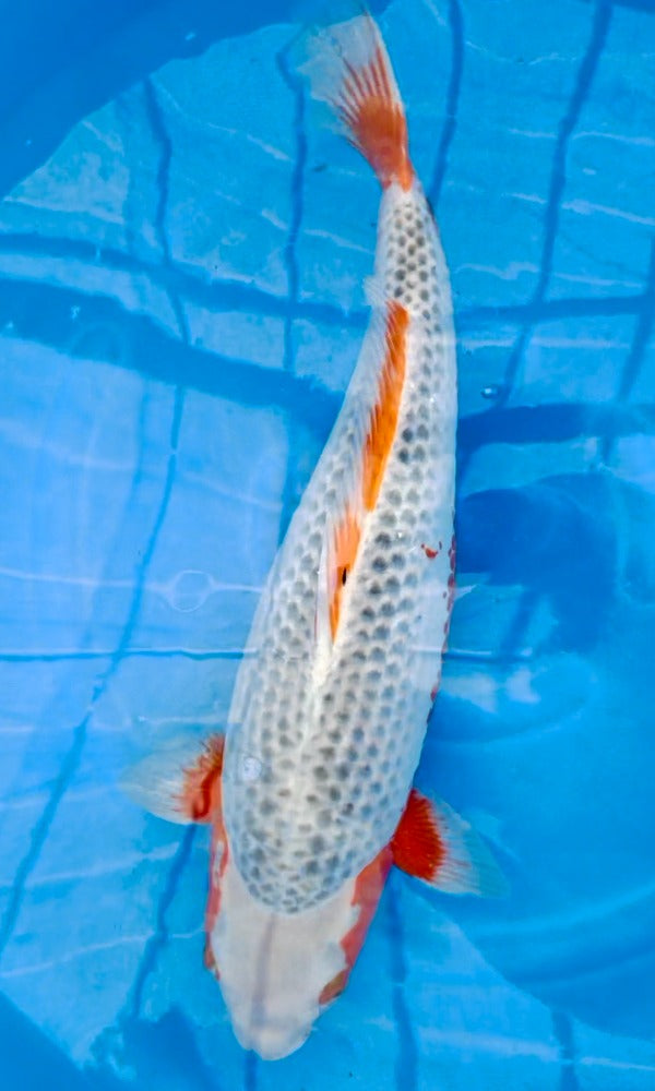 (YJ02) 20” Yamajyu Asagi