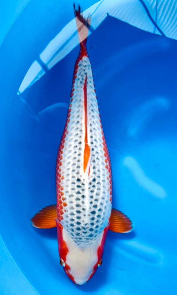 Koi Fish: 20