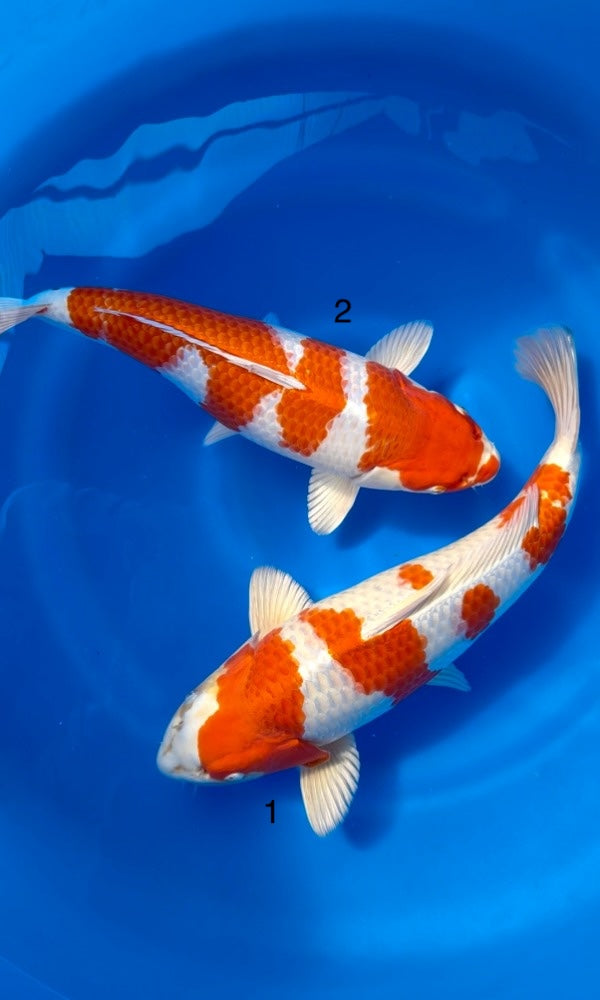 (W07) 17-18” Wada Sakura Ogon