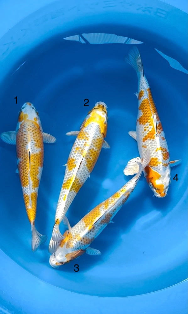 (W08) 16-17” Wada Kirin