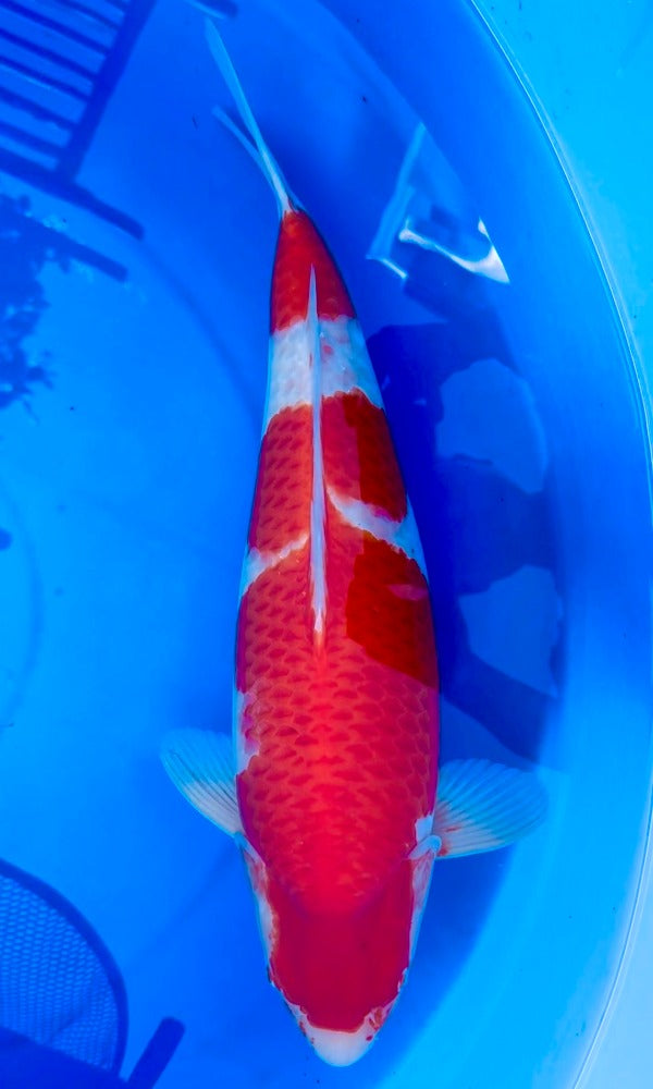 (Kohaku2) 24” Momotaro Kohaku