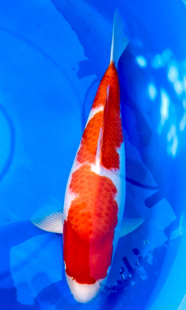 (Kohaku5) 24” Momotaro Kohaku