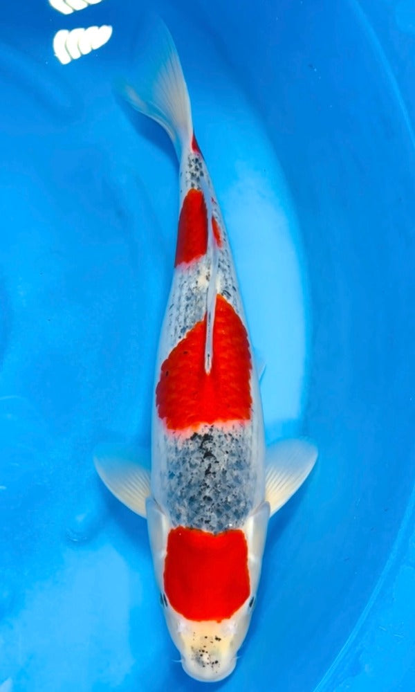 (KAN01) 19" Kanno Goshiki