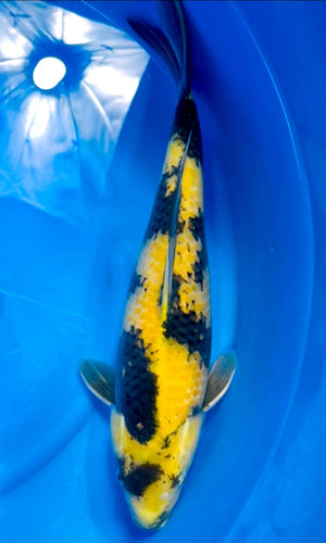 High Quality Japanese Koi - $601 - $900 | Genki Koi - Genkikoi
