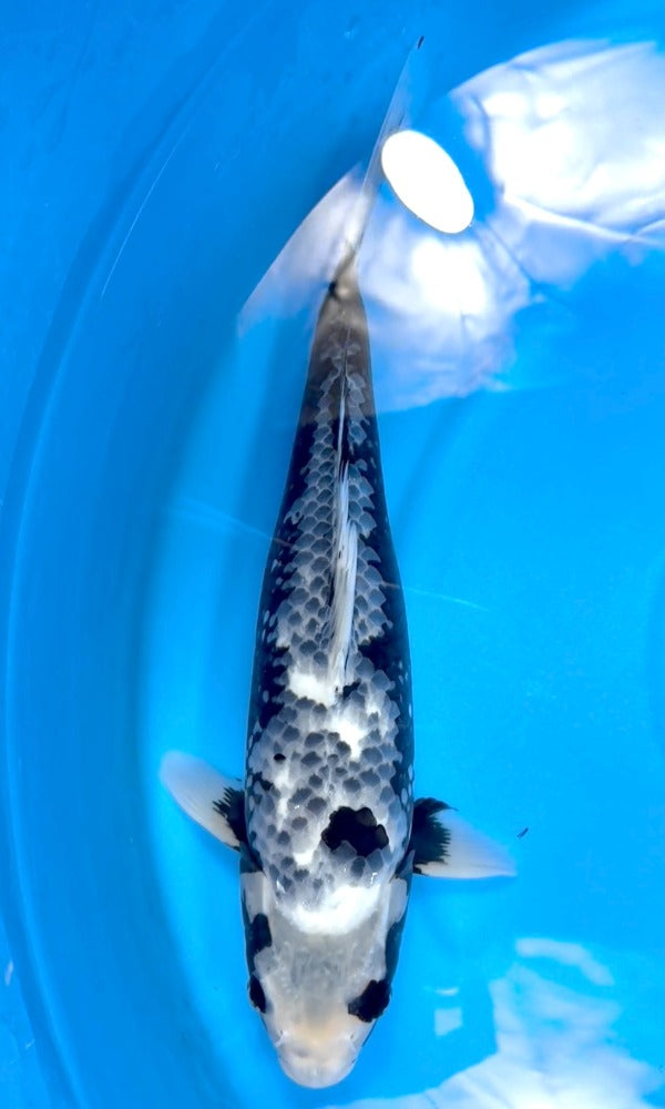 (OF08) 17" Ofuchi Matsukawabake