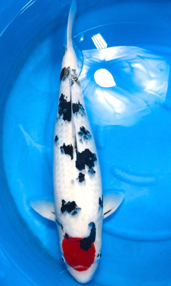 (OF11) 25" Ofuchi Tancho Sanke