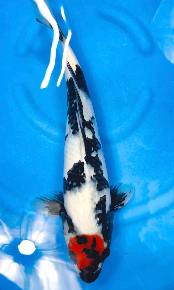 (K87) 16" Koda Tancho Showa