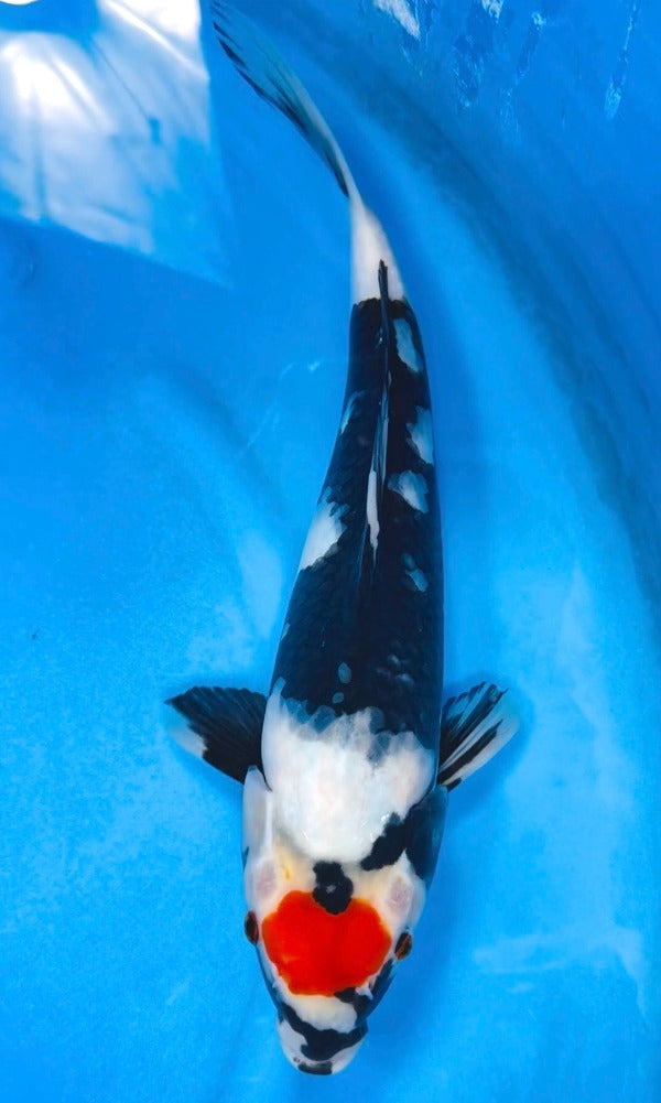 (K88) 13" Koda Tancho Showa