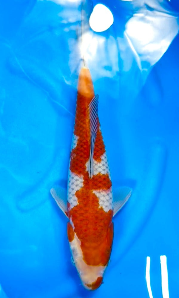 (K91) 14" Koda Ochiba