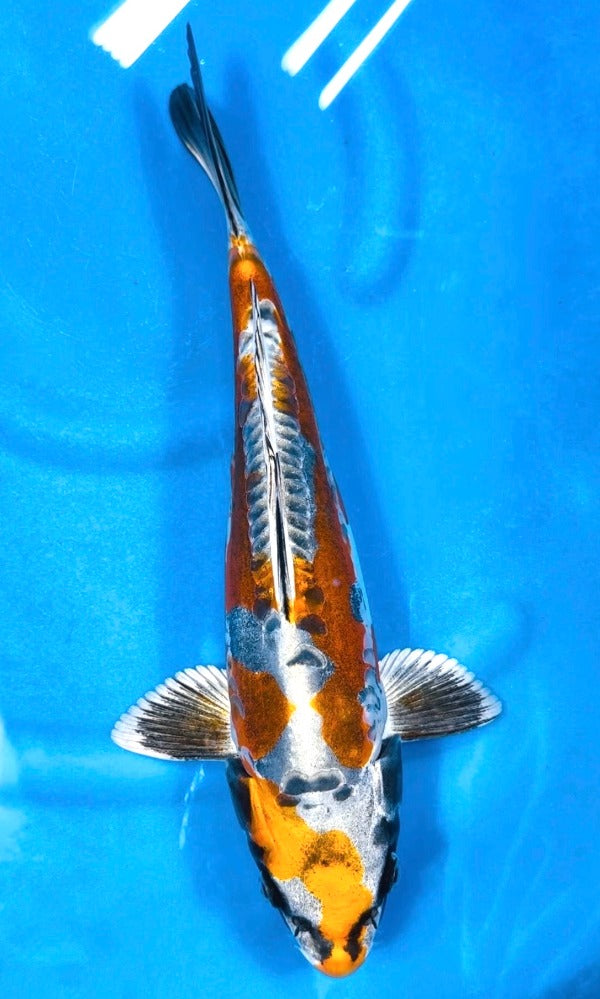 (K92) 13" Koda Beni Kikokuryu