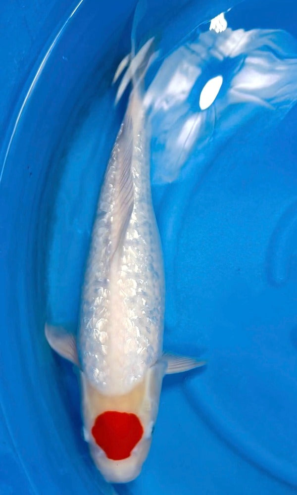 (OF12) 18" Ofuchi Ginrin Tancho Kohaku